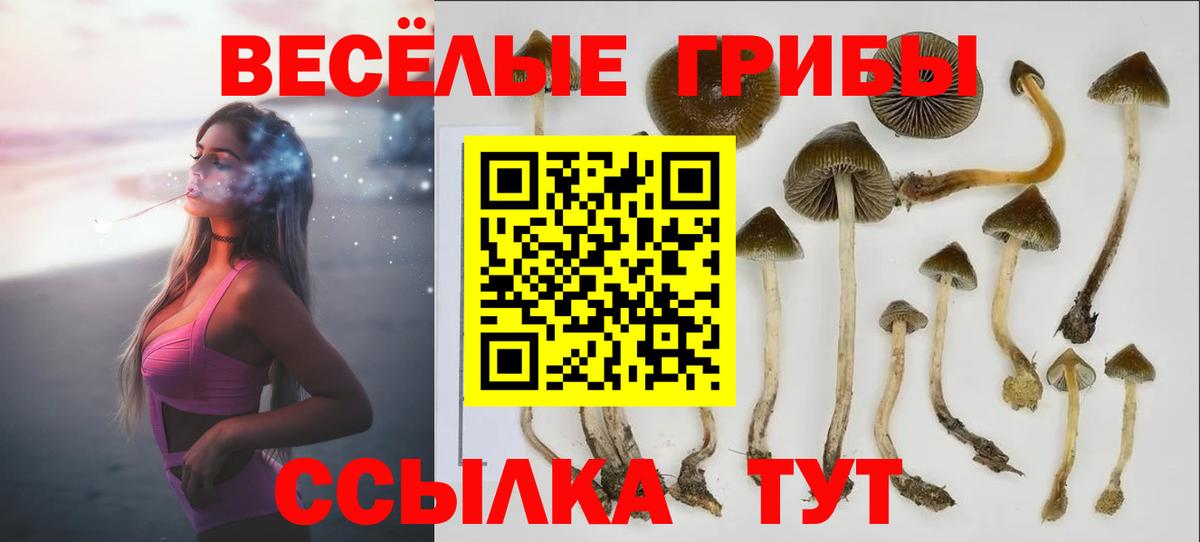 Можга  Галлюциногенные грибы Psilocybine cubensis  Вход с VPN 